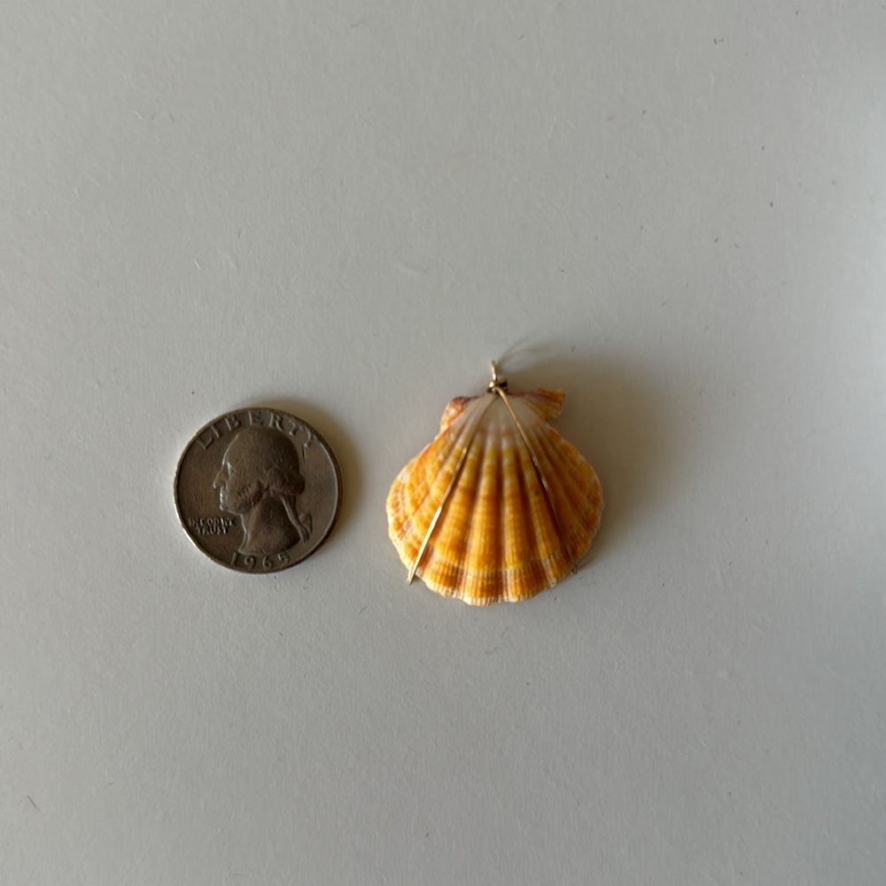 Sunrise sea shell - Picture 7 of 7